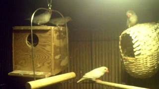 How To Breed Zebra Finches [upl. by Eimat]