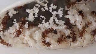 tetramorium bicarinatum 20 queens colony [upl. by Nagear]