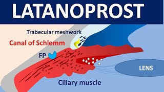 Latanoprost xalatan eye drops  Mechanism precautions side effects amp uses [upl. by Wyn]