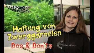 Haltung von Zwerggarnelen von Sarafaris Shrimps  Tipps Dos amp Dont [upl. by Ijar531]