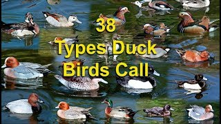 38 Types Duck Birds Call Sound [upl. by Boy]