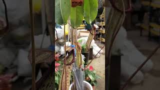 Best Care Tips for Making Larger Pitcher Plants  Nepenthes Species [upl. by Dabney916]