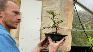 Cotoneaster Bonsai from rooted Cuttings [upl. by Jepson]