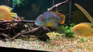 Aggressive 11” Gold Saum Green Terror In 125gallon American Cichlid Fish Tank [upl. by Berni]