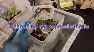 Rehousing some poecilotheria [upl. by Faust]