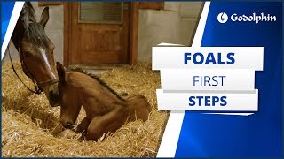 A foal’s first steps [upl. by Aimat]