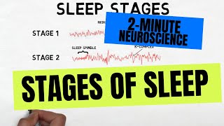 2Minute Neuroscience Stages of Sleep [upl. by Niwrek143]