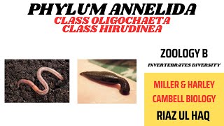 Class Oligochaete and Class Hirudinea Phylum Annelida Miller amp HarleyZoology B [upl. by Michel]