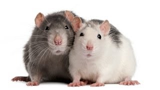 How to Understand Rat Sounds  Pet Rats [upl. by Vincenz267]