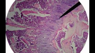 Bone tissue histologyavi [upl. by Novihc]