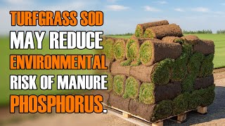 Turfgrass Sod and Manure Phosphorus [upl. by Esirehc]