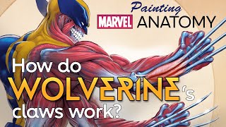 How do Wolverines claws work  Marvel Anatomy  Jonah Lobe [upl. by Lipps]