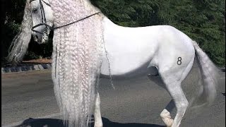 Amazing Horse  Andalusian Horse [upl. by Zeb]