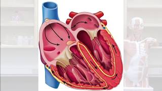 Heartbeat The Autorhythmicity of SA Nodal Cells [upl. by Anthiathia]