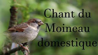 Chant du moineau domestique  house sparrow song [upl. by Akemhs585]