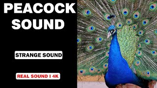 Real Peacock Sounds  High Quality  Interesting Peacock Sound Experience  4K [upl. by Edwyna395]