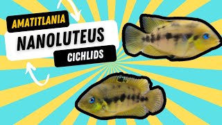 Amatitlania Nanoluteus cichlids Biotope style Juwel Rio 240 [upl. by Nylekoorb]