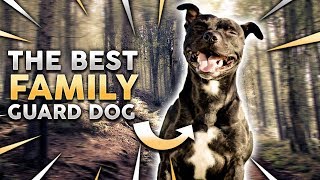 STAFFORDSHIRE BULL TERRIER The Best Family Guard Dog [upl. by Vernice]