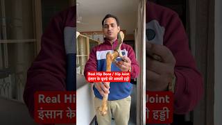 Human Real Hip Bone  Hip Joint इंसान के कूल्हे की असली हड्डी कैसी होती है viral trending shorts [upl. by Reteip]