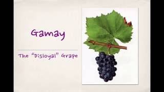 Winecast Gamay [upl. by Enyt]