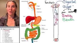 Digestive System 1 Function [upl. by Ledeen911]