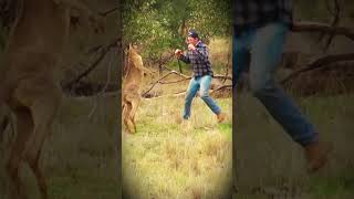 KANGAROO ATTACK Brave Man Fights to Save His DOG [upl. by Sue700]