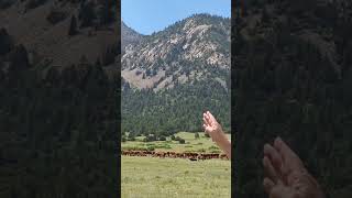 Keith Gilbertson the Tooth of Time and Philmont Cattle [upl. by Thrift]