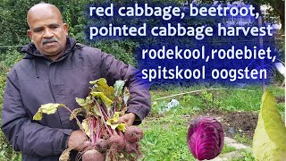 rodekoolrodebietspitskool oogstenred cabbage beetrootpointed cabbage harvest [upl. by Oine]