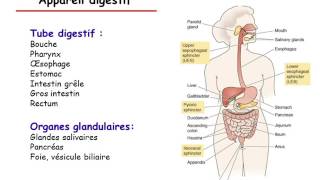 Physiologie du tube digestif partie 1 [upl. by Engedus729]