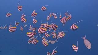 Maldives Below  Snorkelling at Amilla [upl. by Yeltsew]