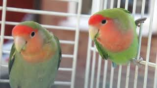 Lovebirds HD [upl. by Nahgiem101]