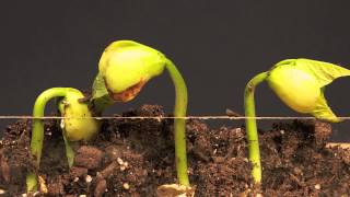 Lima Bean Time Lapse [upl. by Eeslek]