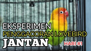 GACOR EKSPERIMEN  Proses Penggacoran Lovebird Jantan Dalam 7 Hari HARI1 [upl. by Lebasy]