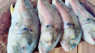 JACK CREVALLE FISH ON THE GRILL [upl. by Diskson]