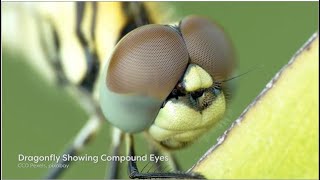 Insect Body parts Regions and Head  entomology  insects documentary  Module 0202 [upl. by Sand555]