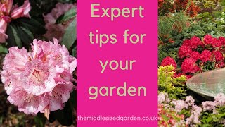 Growing rhododendrons  what you need to know [upl. by Franza]