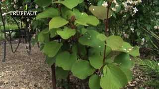 Comment planter un kiwi au jardin  actinidia   Truffaut [upl. by March]