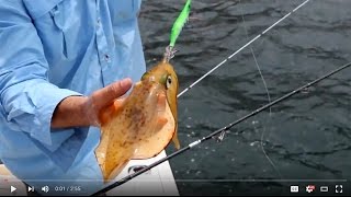 How To Catch Squid In Deeper Water And Offshore Areas [upl. by Yneffit]