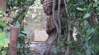 Reflections Nursery  Fostering creativity in a Reggioinspired forest school [upl. by Alaikim203]