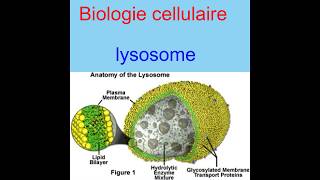 Biologie cellulaire  Lysosome [upl. by Oek418]