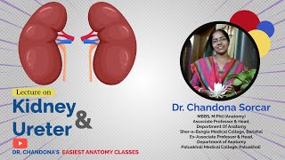 Lecture on gross anatomy of kidney and ureter [upl. by Udella]