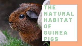 The Natural Habitat of Guinea Pigs  Guinea Pig Center [upl. by Nylekcaj]