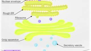 Movie 13 Pulse chase experiment [upl. by Eyot]