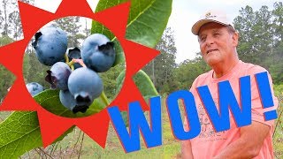 Farmer Reveals SECRETS of Growing Blueberries in Florida [upl. by Manfred]