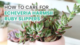 BEST TIPS  HOW TO CARE FOR ECHEVERIA HARMSII RUBY SLIPPERS [upl. by Klusek]