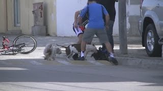 Pit Bull attacks Miniature Schnauzer in Playas de Tijuana [upl. by Zoba]