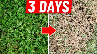 Crabgrass Destroyed in 3 Days  How to Get Rid of Crab Grass [upl. by Prager]