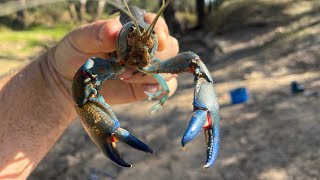 Spring Time Yabbies and Fishing Small Water [upl. by Essilec63]