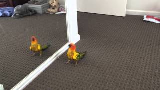 My Sun Conure Dancing with Himself [upl. by Einahpts820]