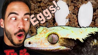 Breeding Crested Geckos Everything you NEED to KNOW [upl. by Enaenaj]